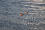 resIMG_20140616_183916_2391.JPG